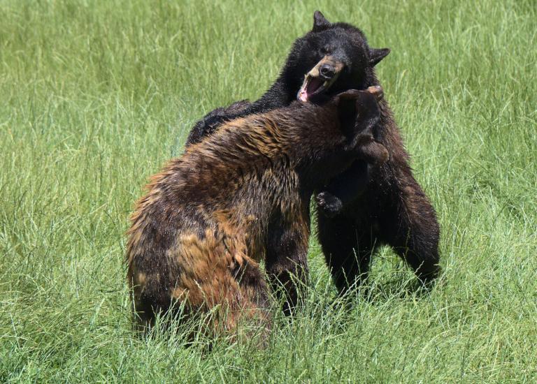 Deconstructing The Bears Vs. Men Memeplex - Vimarsana News