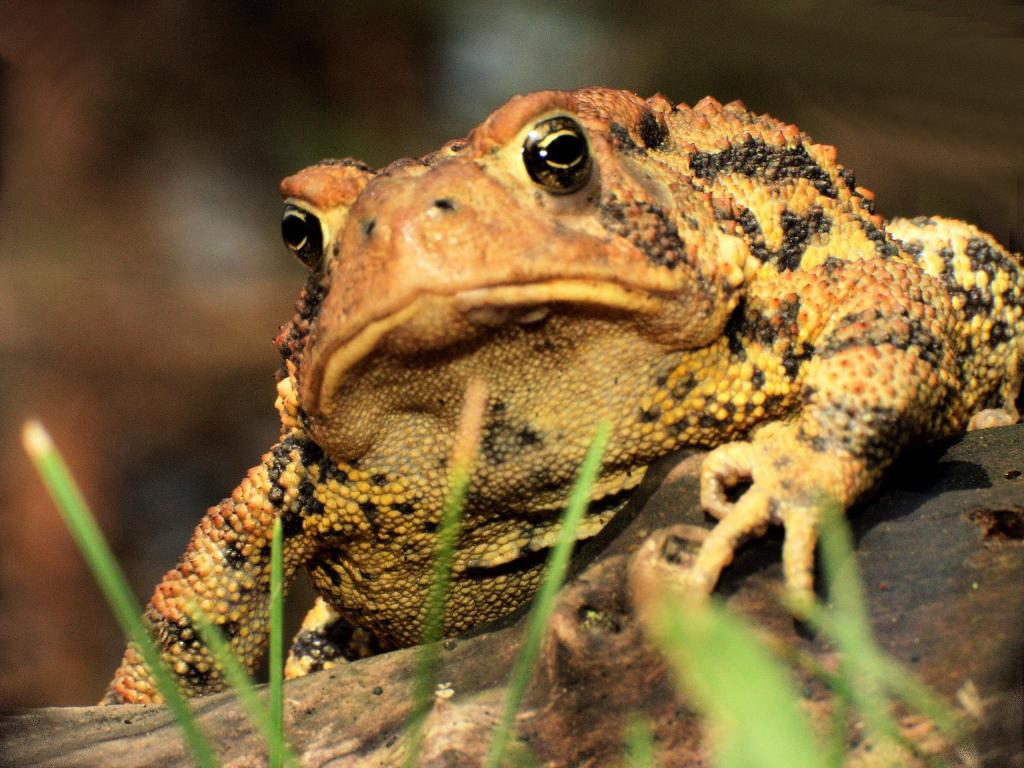 Frogs. Baseball. The Horror. | Andrew Hall