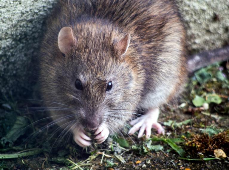 Leonard Shoulders Falls Into A Pit Of Rats In Brooklyn | Andrew Hall