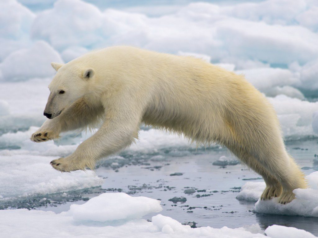 A frame-filling portrait of a male polar bear (Ursus maritimus) jumping in the pack ice. The young male, probably due to a mix of curiosity and hunger, got really close to our ship - less than 20 meters. Svalbard, Norway. Photo and caption by the National Park Service. Perhaps god just hates polar bears?