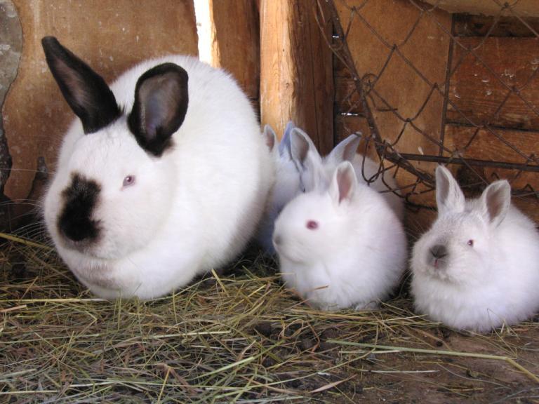 Pope Francis And Catholics Reproducing Like “rabbits” Dave Armstrong