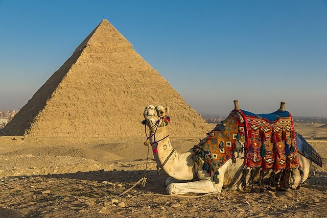 When Were Camels Domesticated In Egypt & Israel? | Dave Armstrong