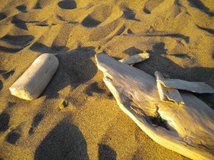 Driftwood in San Francisco. No pictures survive of the Seattle piece of driftwood. 