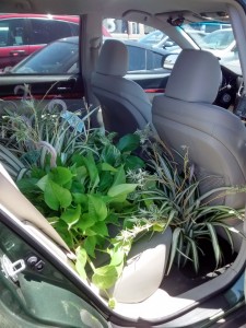 How many plants can I fit into the car?