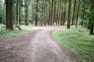 Well maintained trails in the forest in Taunus on our way to the observation tower. 