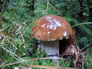 A really amazing mushroom find. King Boletes are the most delicious of all wild mushrooms in my opinion. 