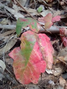 Poison Oak changes color