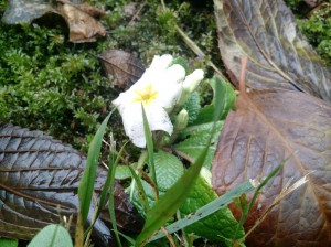 IMG_20160106_121703425