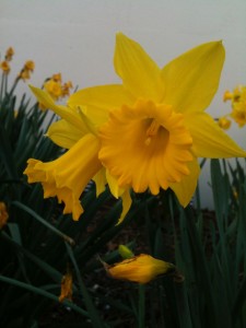 Daffodils. Because they spell Easter and Ostara and are prettier than a picture of basil that hasn't sprouted yet. 