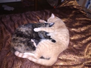 Our feline housemates are amazing at resolving conflict. There's growling and hissing one moment, but the next time you look they're fast asleep in a cuddle pile. 