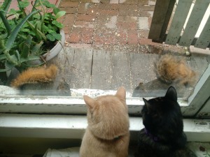 My housemate likes to "seed the stage" for the bird and squirrel "actors" on our communal "cat TV"