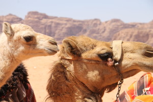 WadiRum (98)