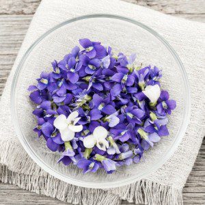 wild-violets