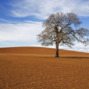 tree in desert