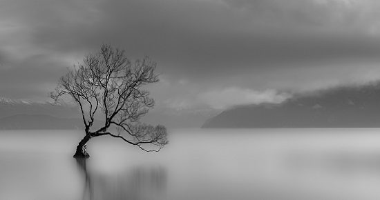 Stillness, Lone tree, Lake wanaka, New Zealand