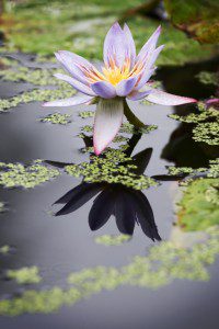 Water Lily in a Pond