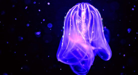 Blue Jellyfish in Space