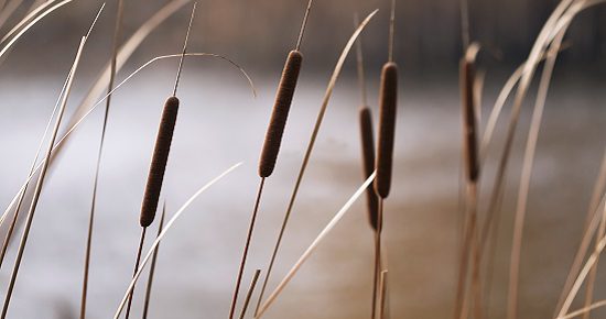 Reeds in Autumn