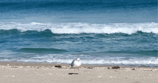 seagull on shore 550x290