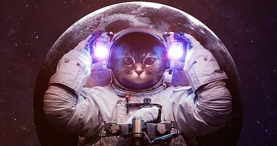 Beautiful cat in outer space. Elements of this image furnished by NASA.