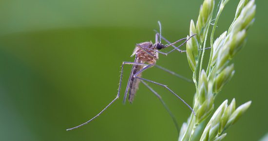stechmcke lauert auf einer grasblte