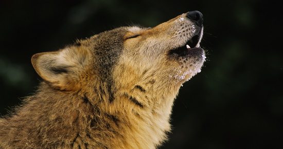 Wolf Howling Portrait