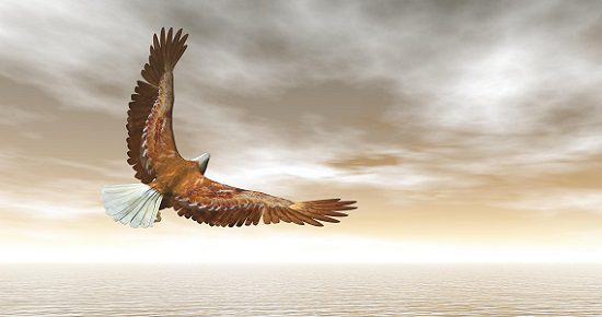 Bald eagle flying - 3D render