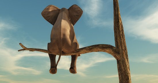 Elephant stands on thin branch of withered tree