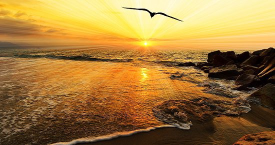 Ocean Sunset Bird Silhouette