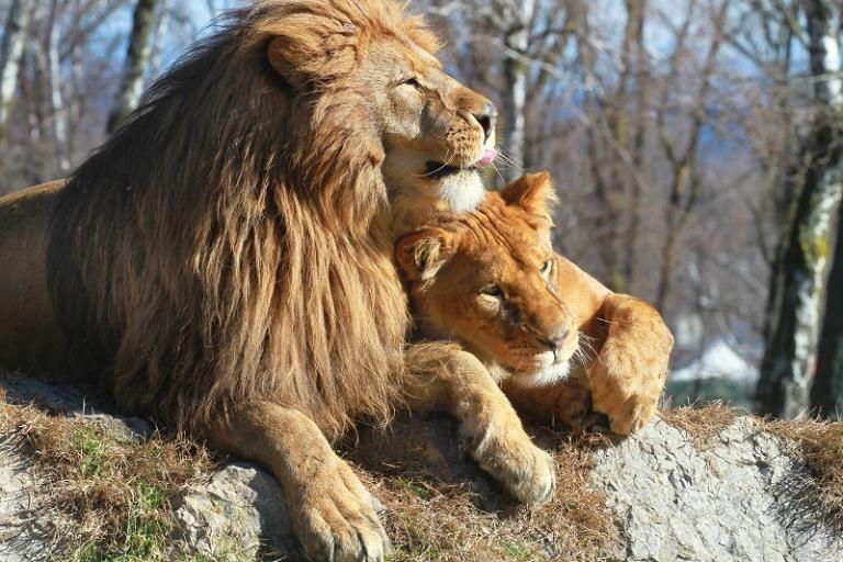 lions love 800x533