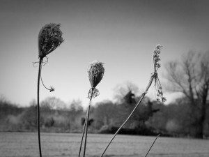 field-flowers-1881652_960_720