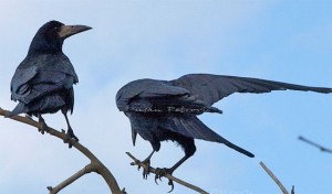 Advent 1 Rooks Cornell Ornithology photo taken in Serbia by Dusan Petrovic via Birdshare