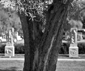 Olive Trees at Mission San Jose