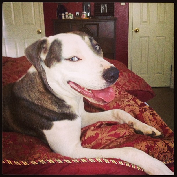 This is my Bourbon, the best dog to ever live.