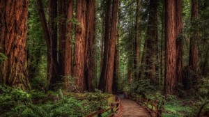forest_pathway_trees_woods_service_preserve_hd-wallpaper-1757451