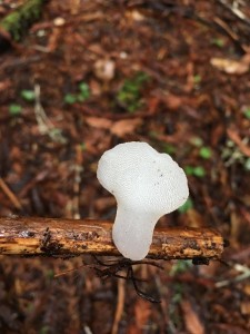 Get Outside! Mushroom.