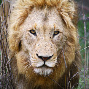 Lion, Kruger Park, South Africa. This image was originally posted to Flickr by Dimitry B. (ru_boff) at https://www.flickr.com/photos/ru_boff/8418090146/. It used under the terms of the cc-by-sa-2.0.