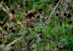 spider-web-974705_1920