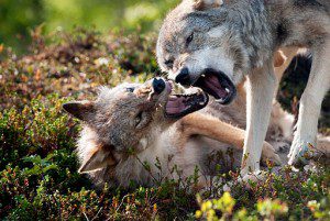 Varg_fotograferad_pa_Polar_Zoo_Norge_(3)