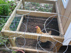 One of the hens doing her thing. We average almost a egg a day per hen. We move their coops back from bed to bed so they can fertilize them. In the warm weather we let them free-range. You lose of few to coyote and fox. Generally the garden and the hens are safe--out dogs have done a good job of keeping wildlife away. 