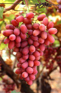 http://www.public-domain-image.com/free-images/flora-plants/fruits/grapes-fruit-pictures/crimson-seedless-grapes-on-the-vine.jpg
