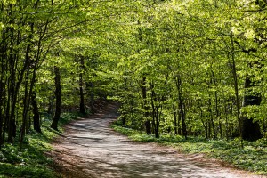 path into woods