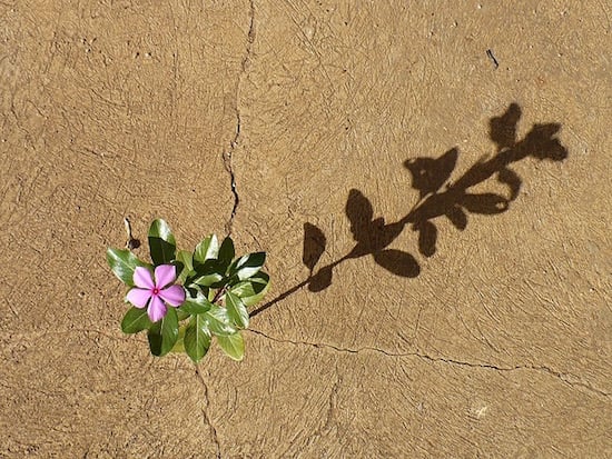 periwinkle growing through crack