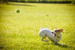 dog catching ball