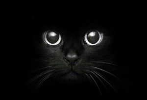 animal-awesome-big-eyes-black-Favim.com-2162031