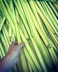 Palm fronds awaiting the blessing, photo by author