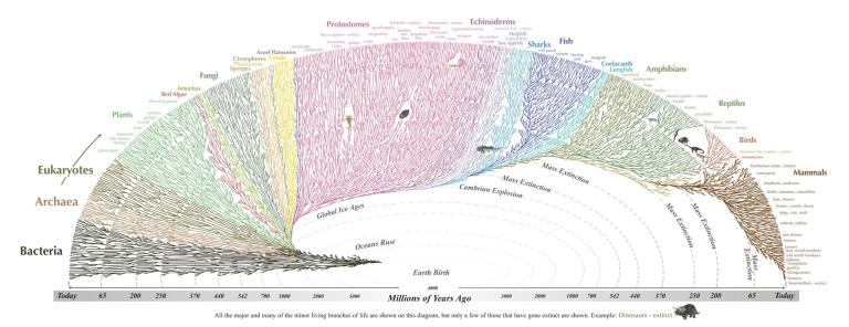 tree life evolution