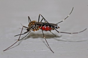 mosquito-562066_1920