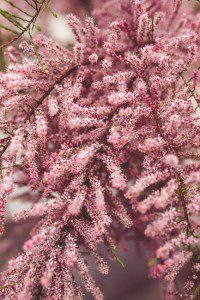 nature-flowers-garden-tree-large