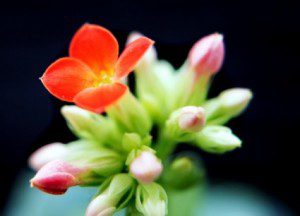 small-flower
